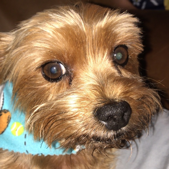 Meet your Posher, Cates - Picture 1 of 1